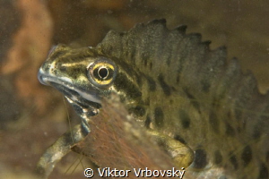 Smooth Newt (Lissotriton vulgaris) - male by Viktor Vrbovský 